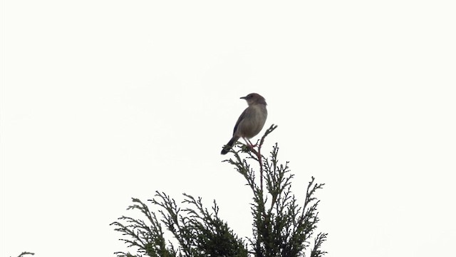 Boran Cisticola - ML636428957