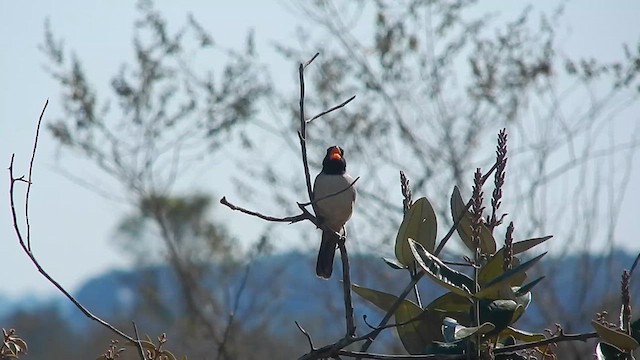 Black-throated Saltator - ML636429021