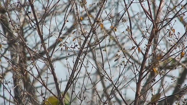 Rusty-backed Antwren - ML636429165