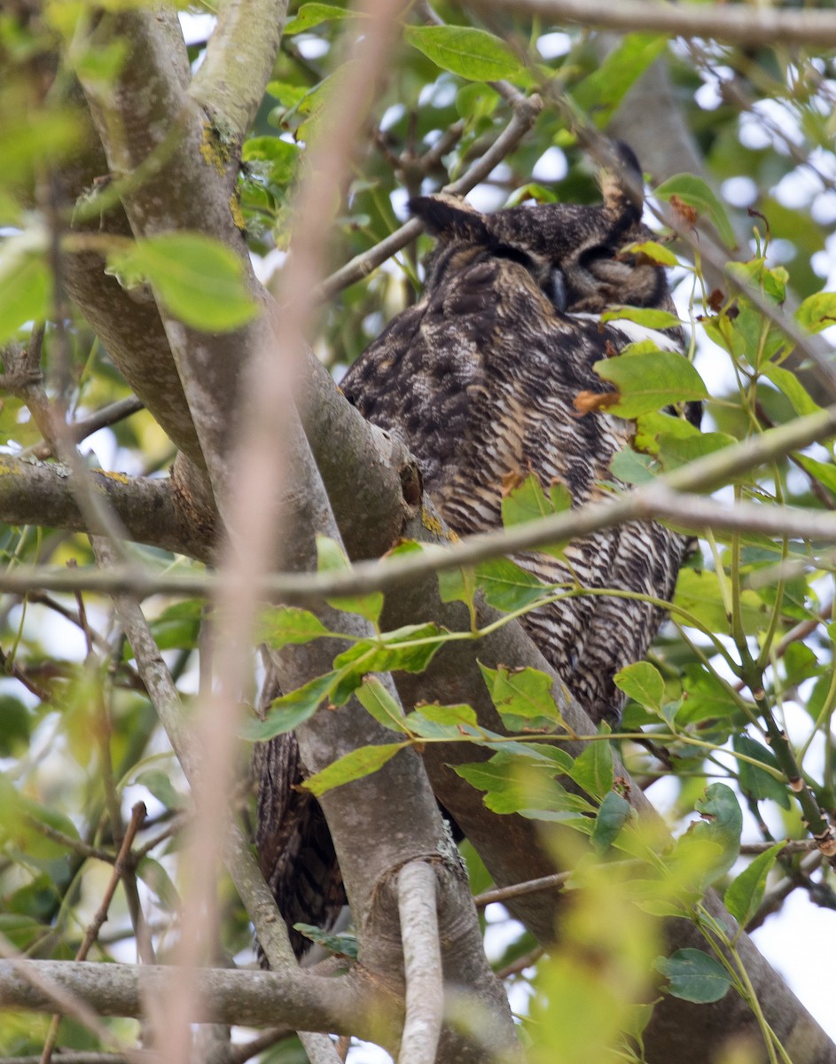Great Horned Owl - ML636429222