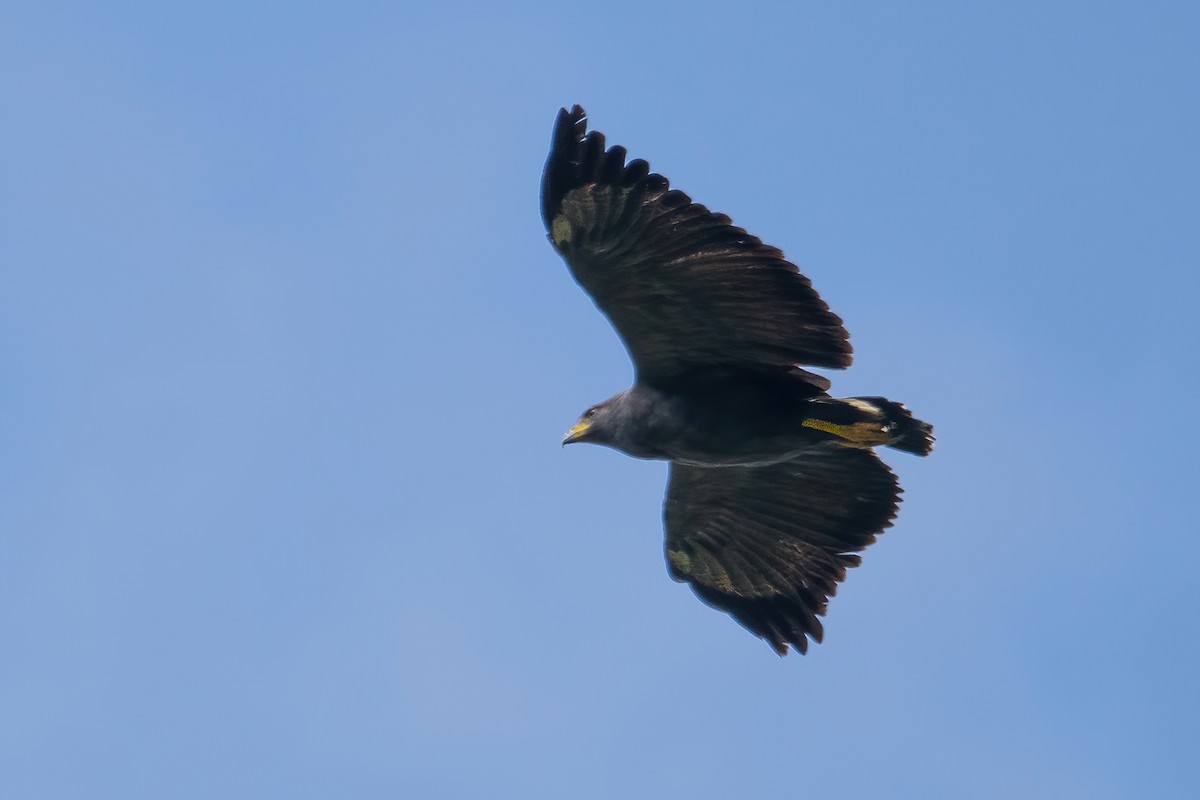 Solitary Eagle - ML636429256