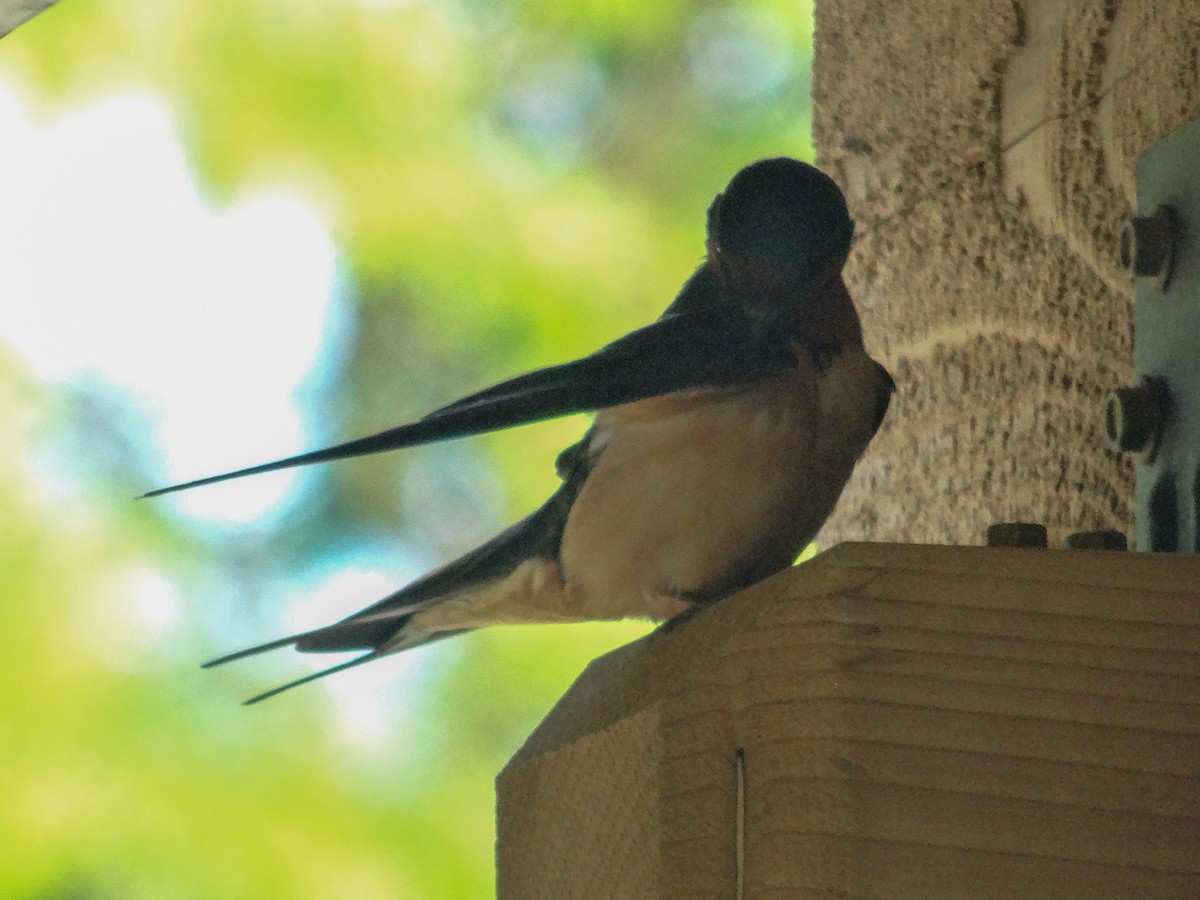 Barn Swallow (American) - ML636429296