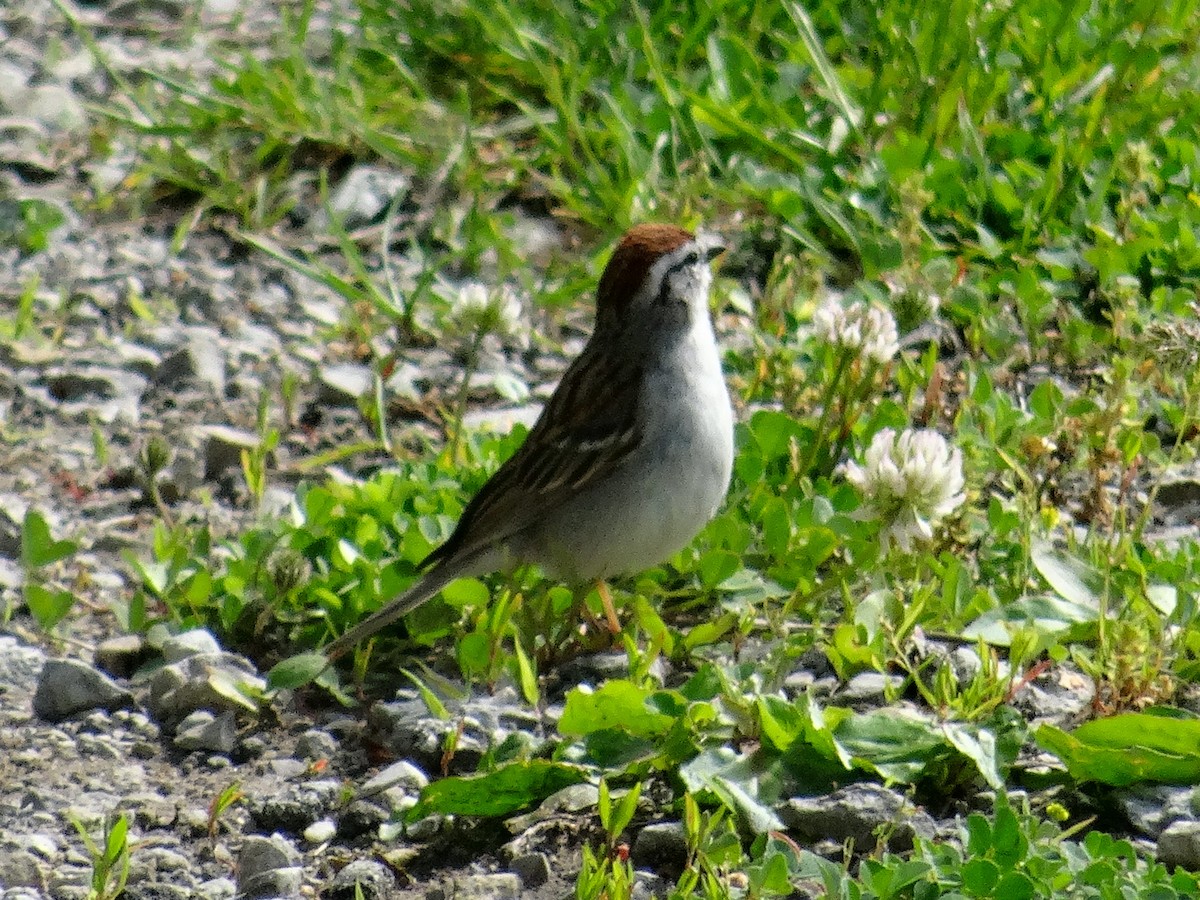 Chipping Sparrow - ML636429304