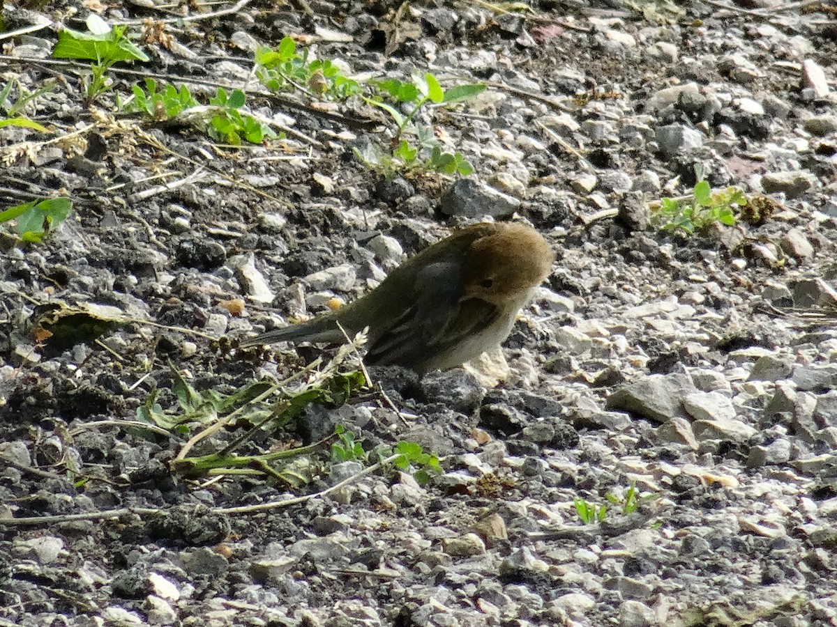 Indigo Bunting - ML636429314