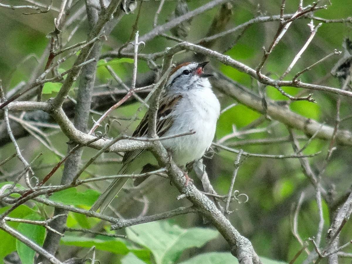 Chipping Sparrow - ML636429315