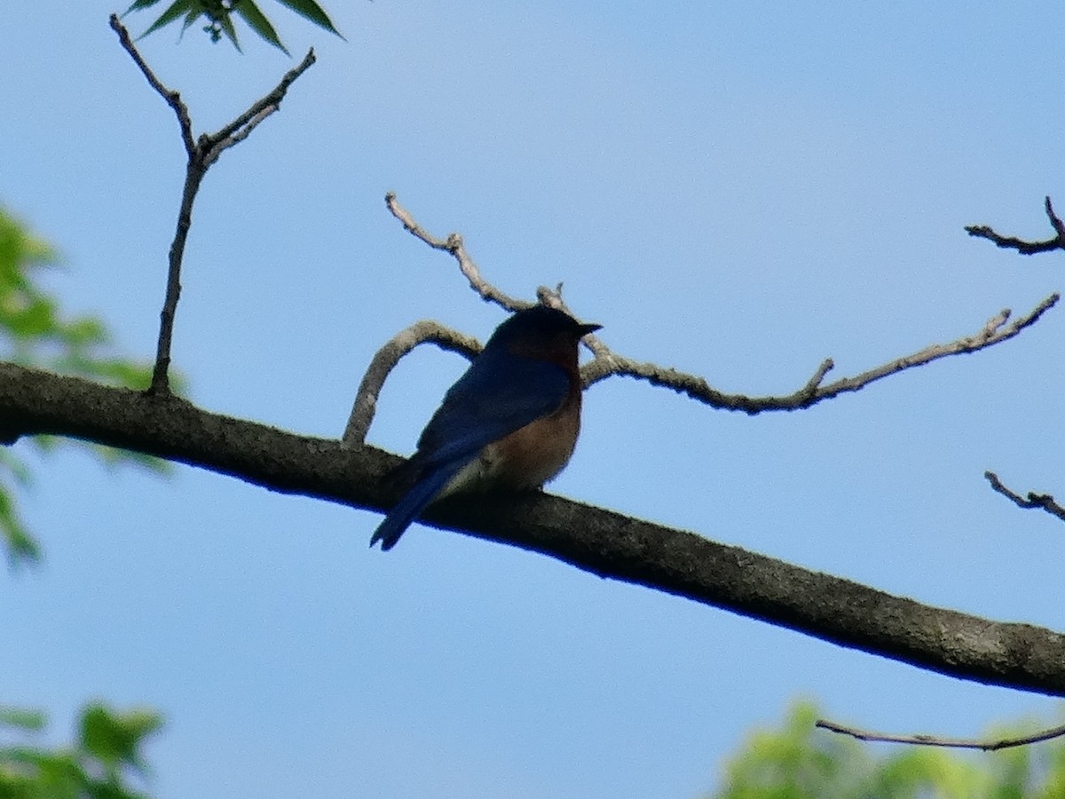Eastern Bluebird - ML636429324