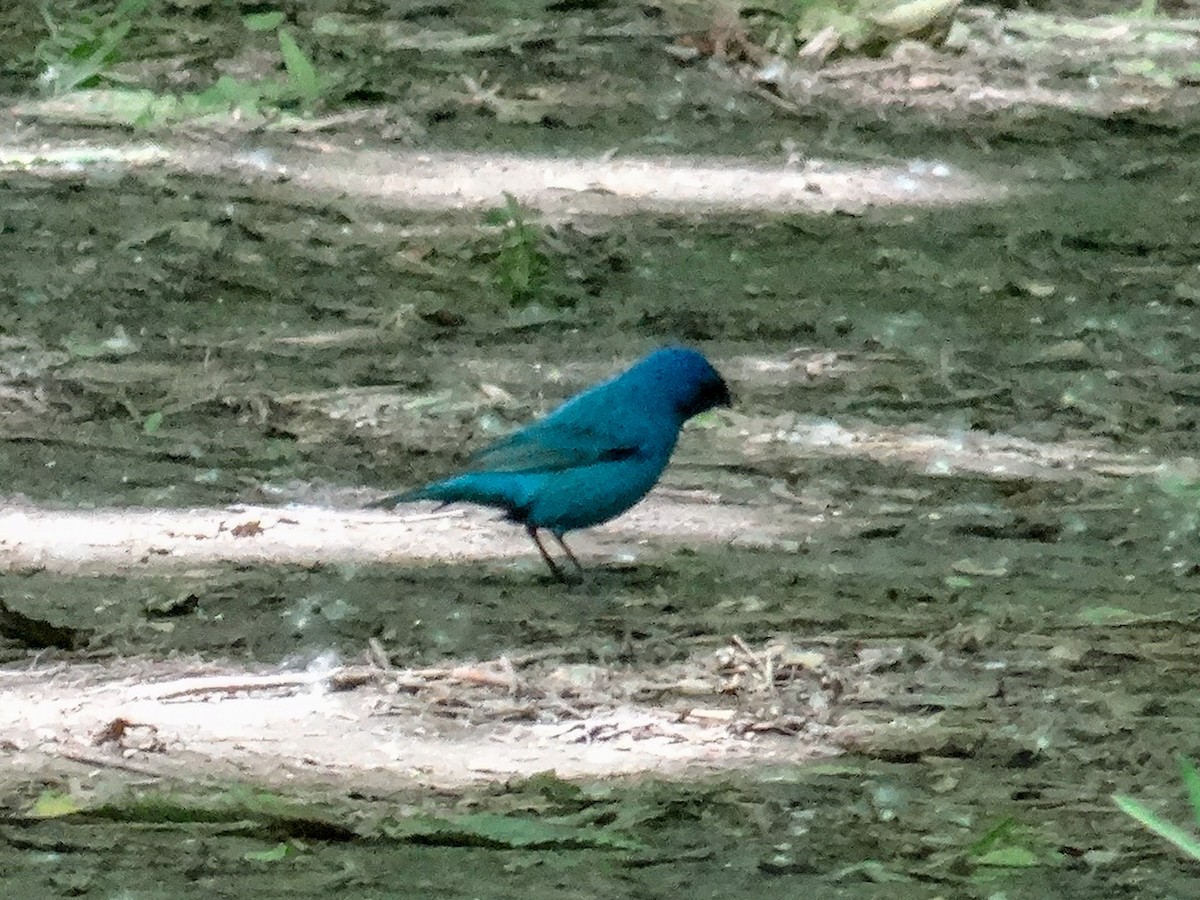 Indigo Bunting - ML636429326
