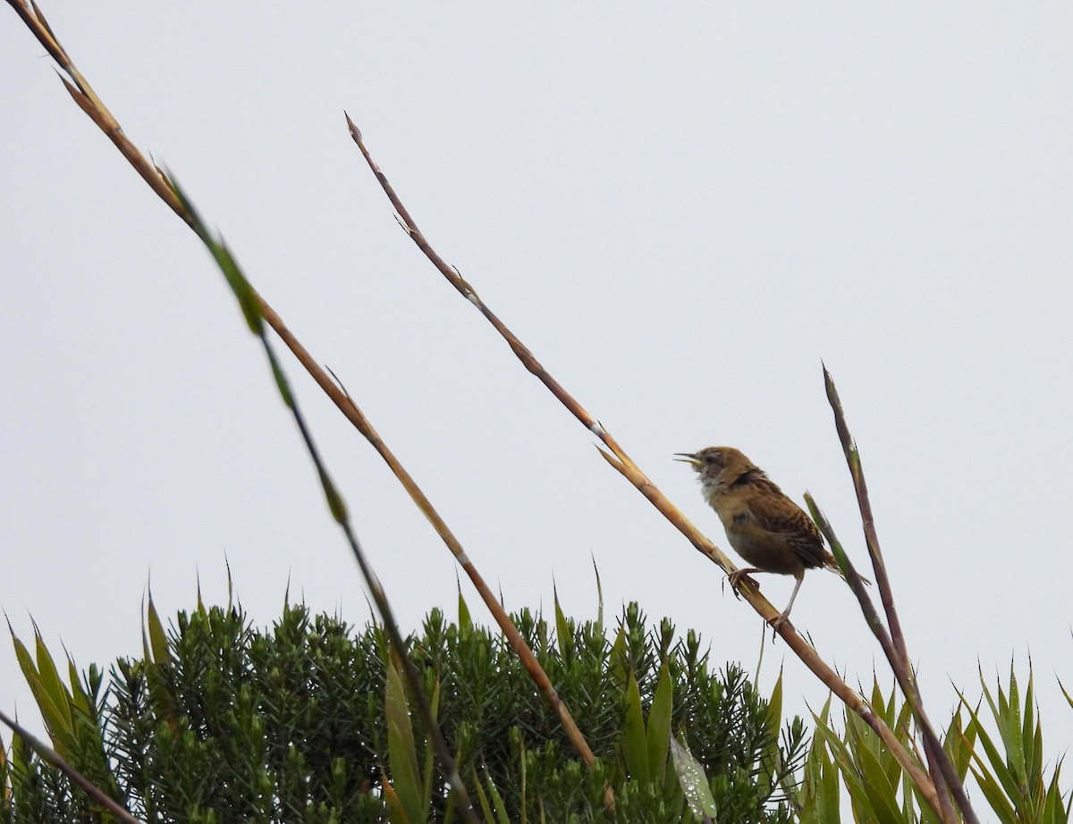 Apolinar's Wren - ML636429337