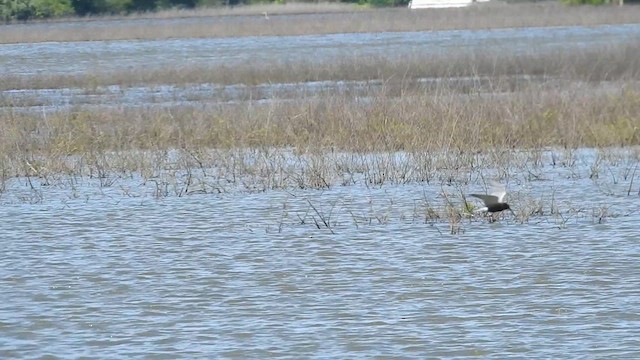 Black Tern - ML636429386