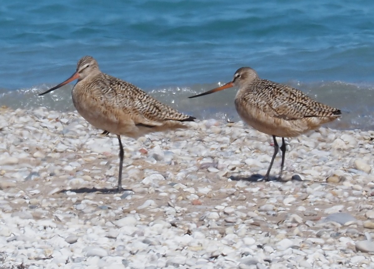 Marbled Godwit - ML636429436