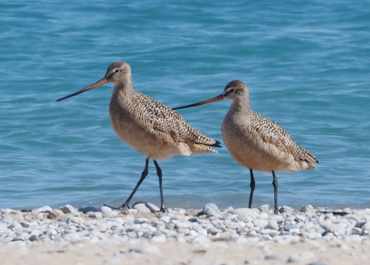 Marbled Godwit - ML636429437