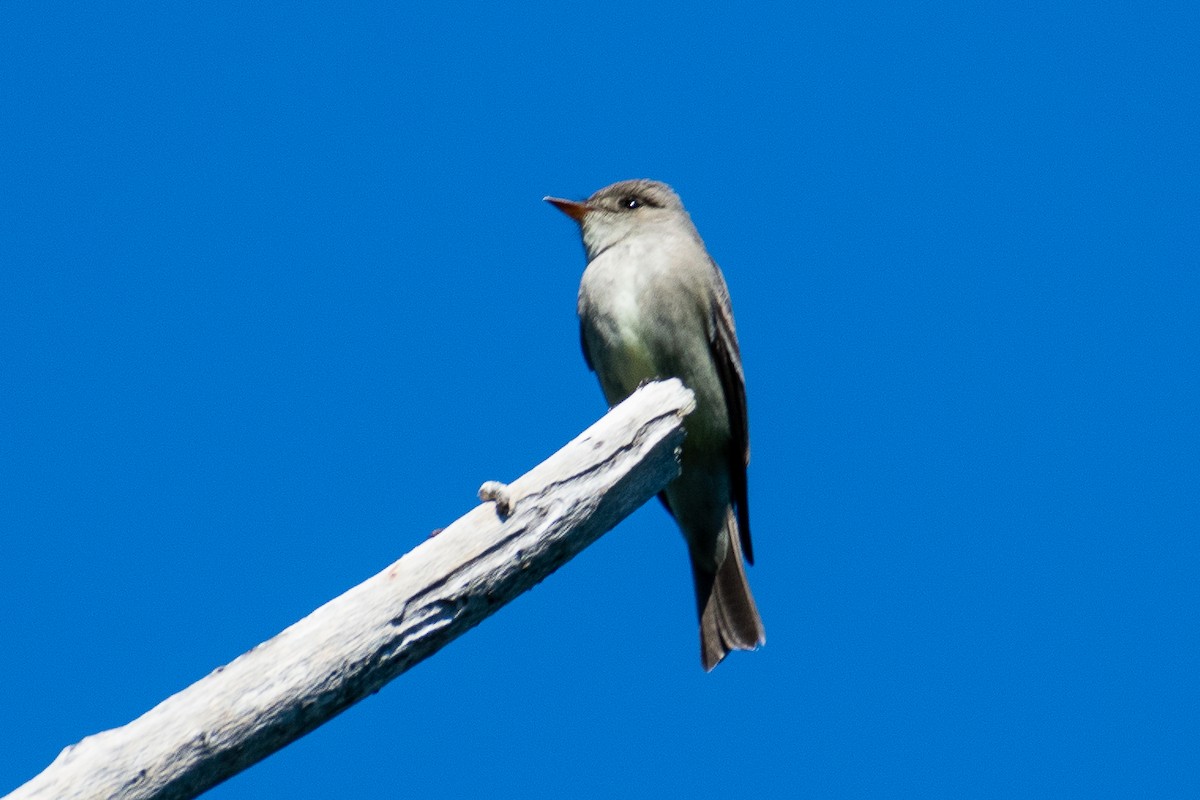 Western Wood-Pewee - ML636429476