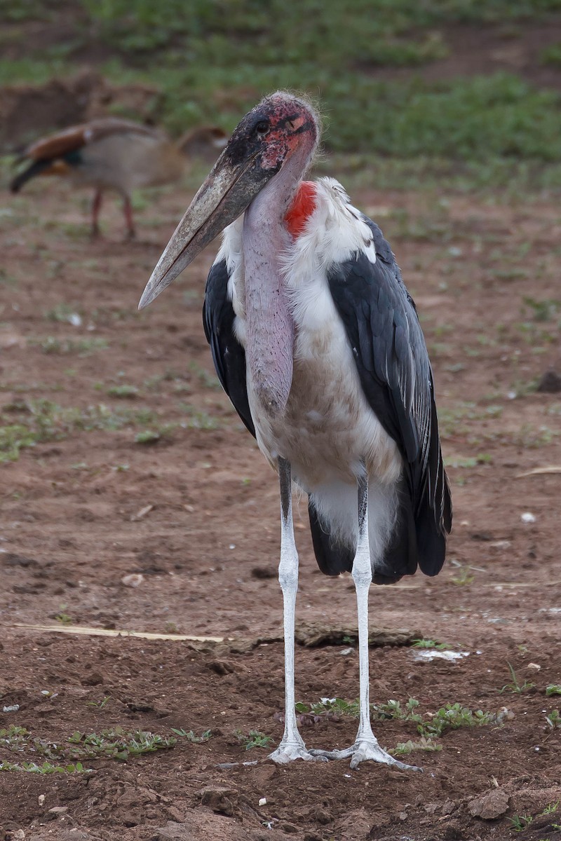 Marabou Stork - ML636429496