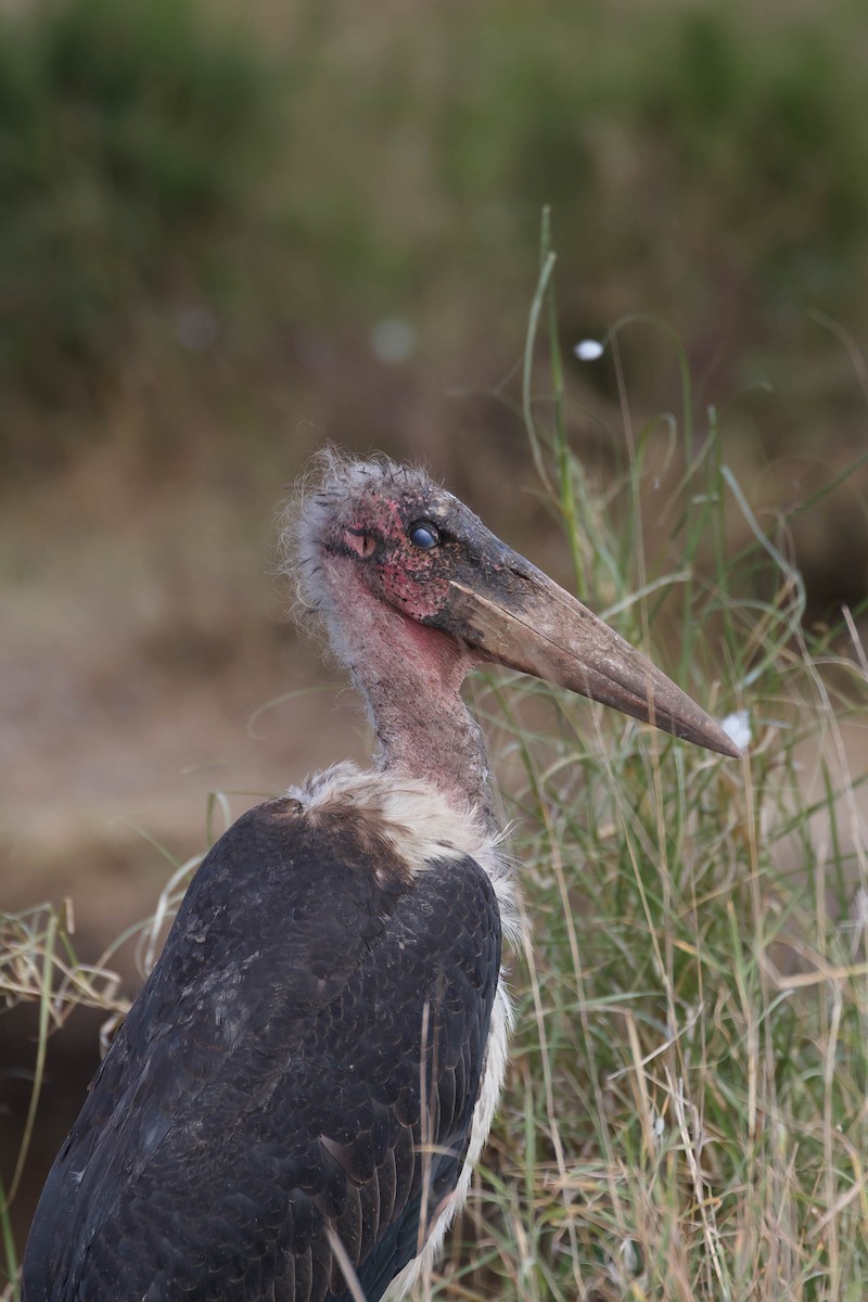 Marabou Stork - ML636429498