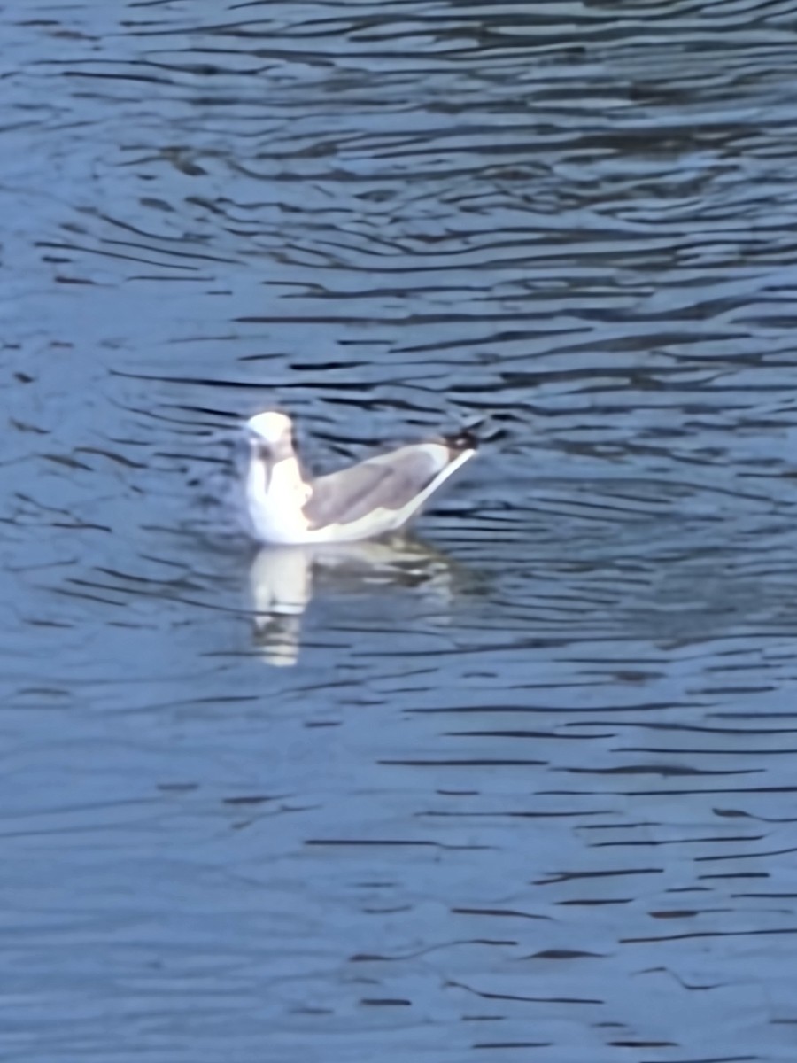 California Gull - ML636429499