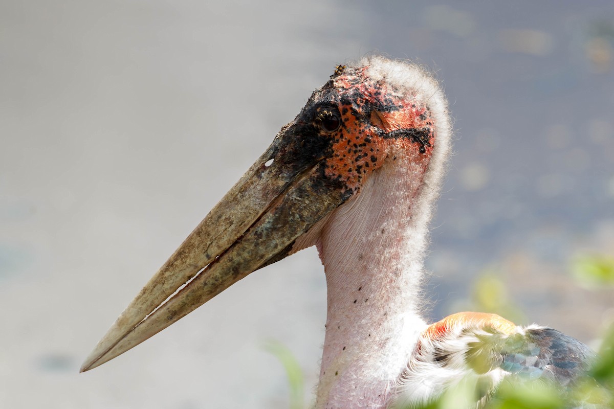 Marabou Stork - ML636429506