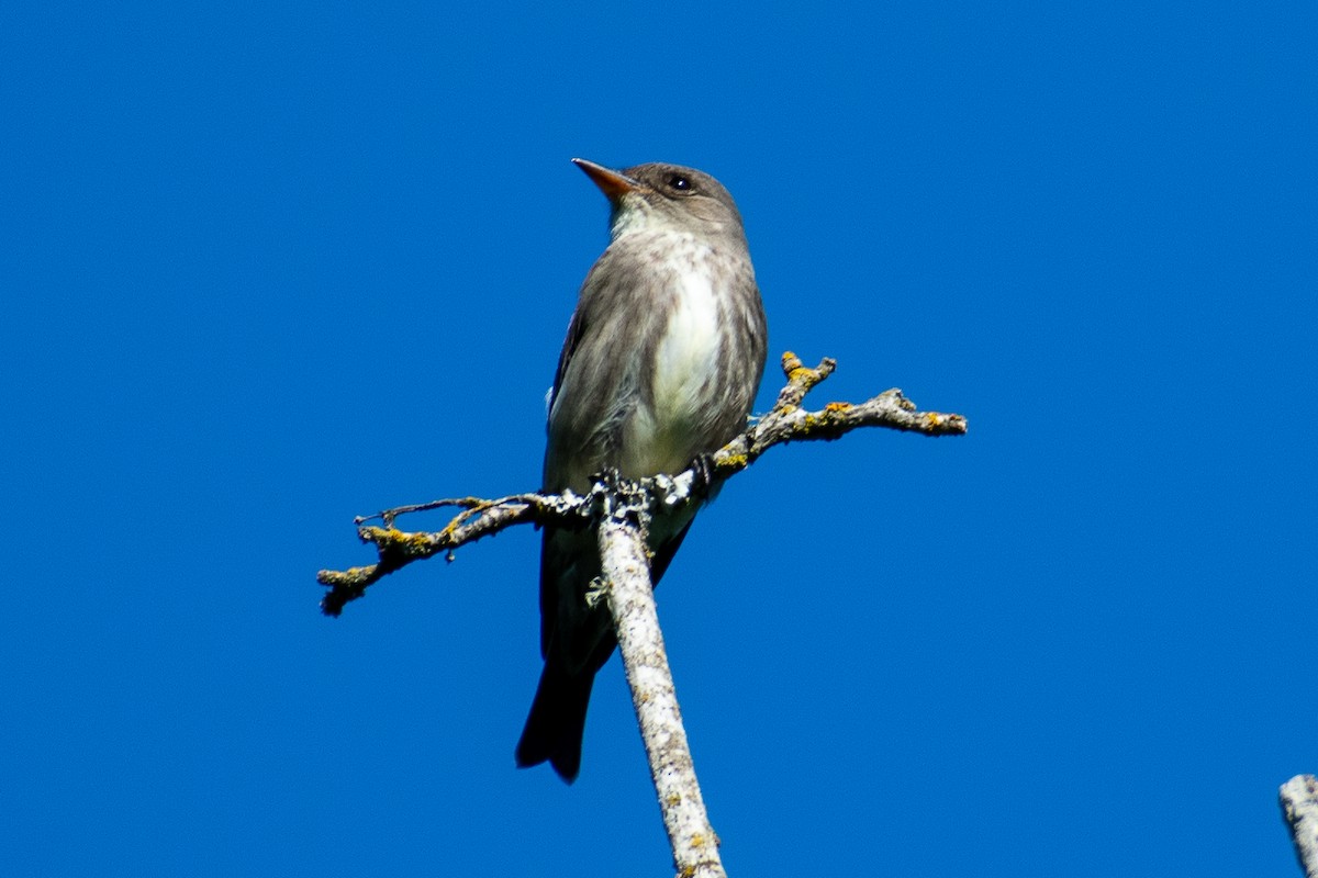 Olive-sided Flycatcher - ML636429509