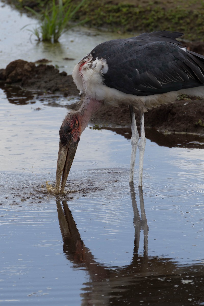 Marabou Stork - ML636429512