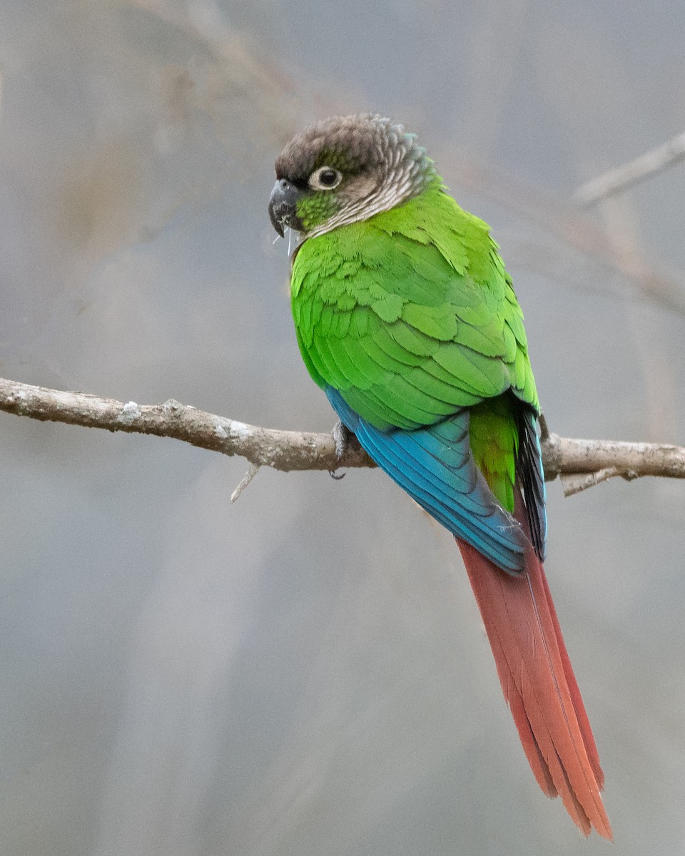 Green-cheeked Parakeet - ML636429579