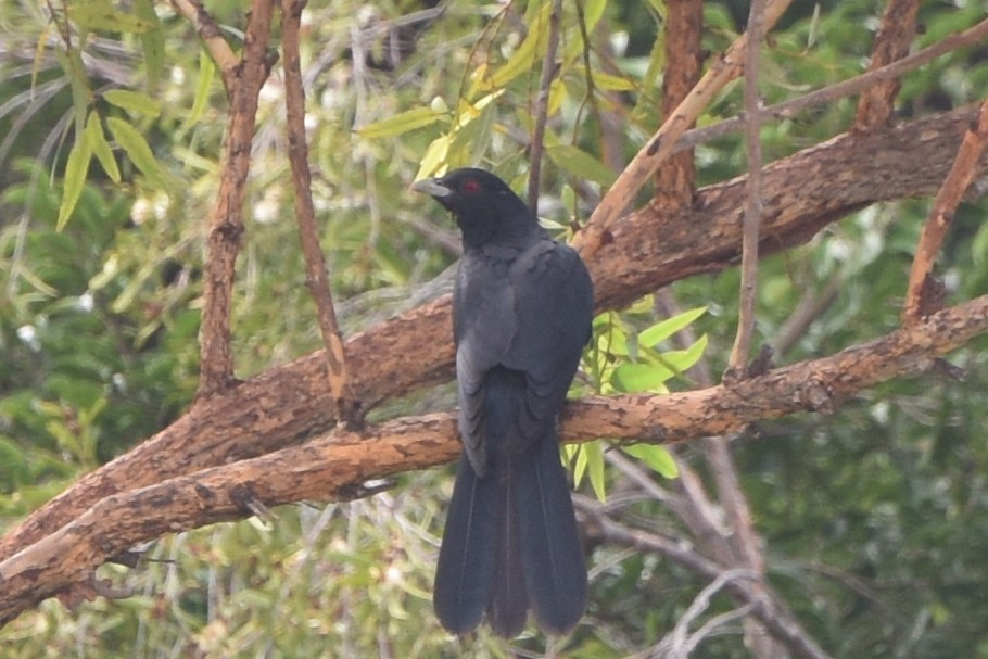 Pacific Koel - ML636429592
