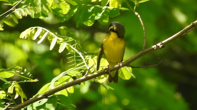 Kentucky Warbler - ML636429593