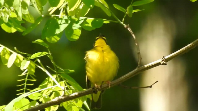 Kentucky Warbler - ML636429600