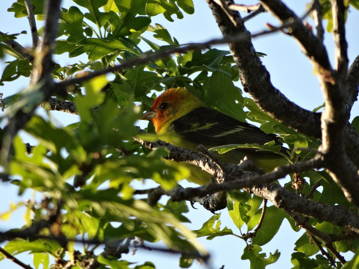 Western Tanager - ML636429607
