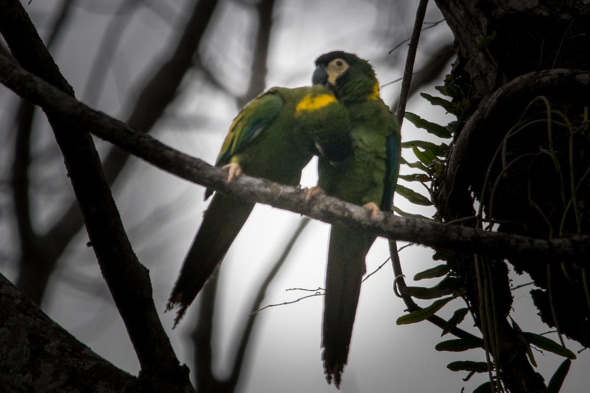 Yellow-collared Macaw - ML636429612