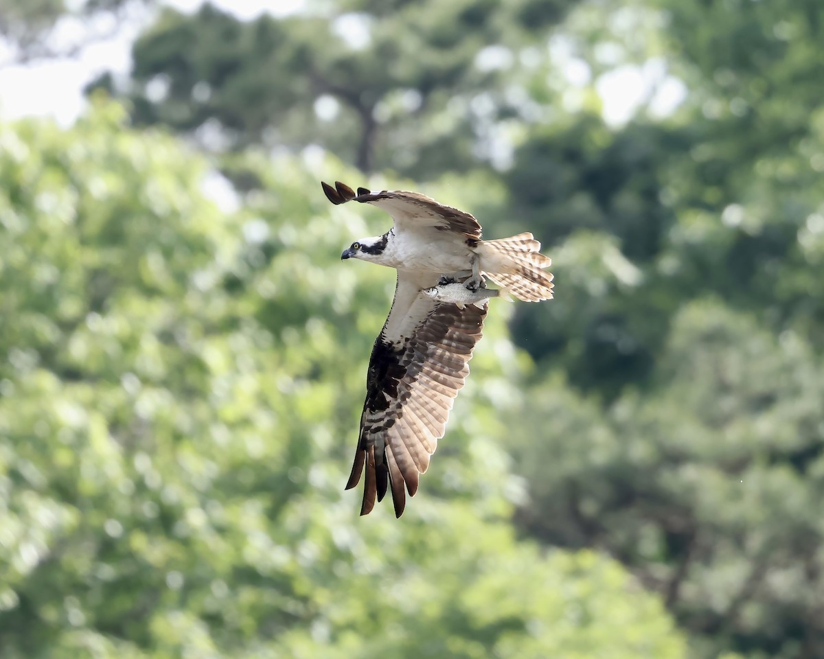 Osprey - ML636429659