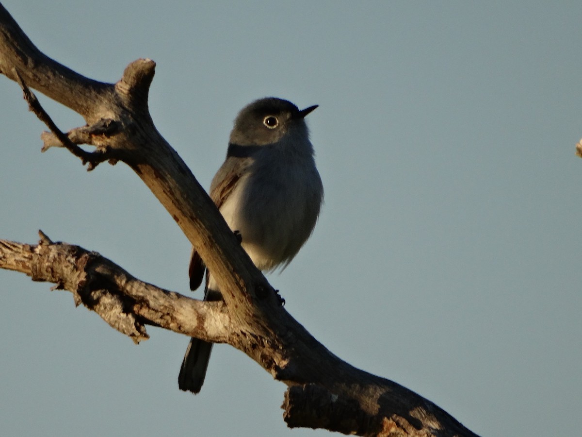 Blue-gray Gnatcatcher - ML636429692