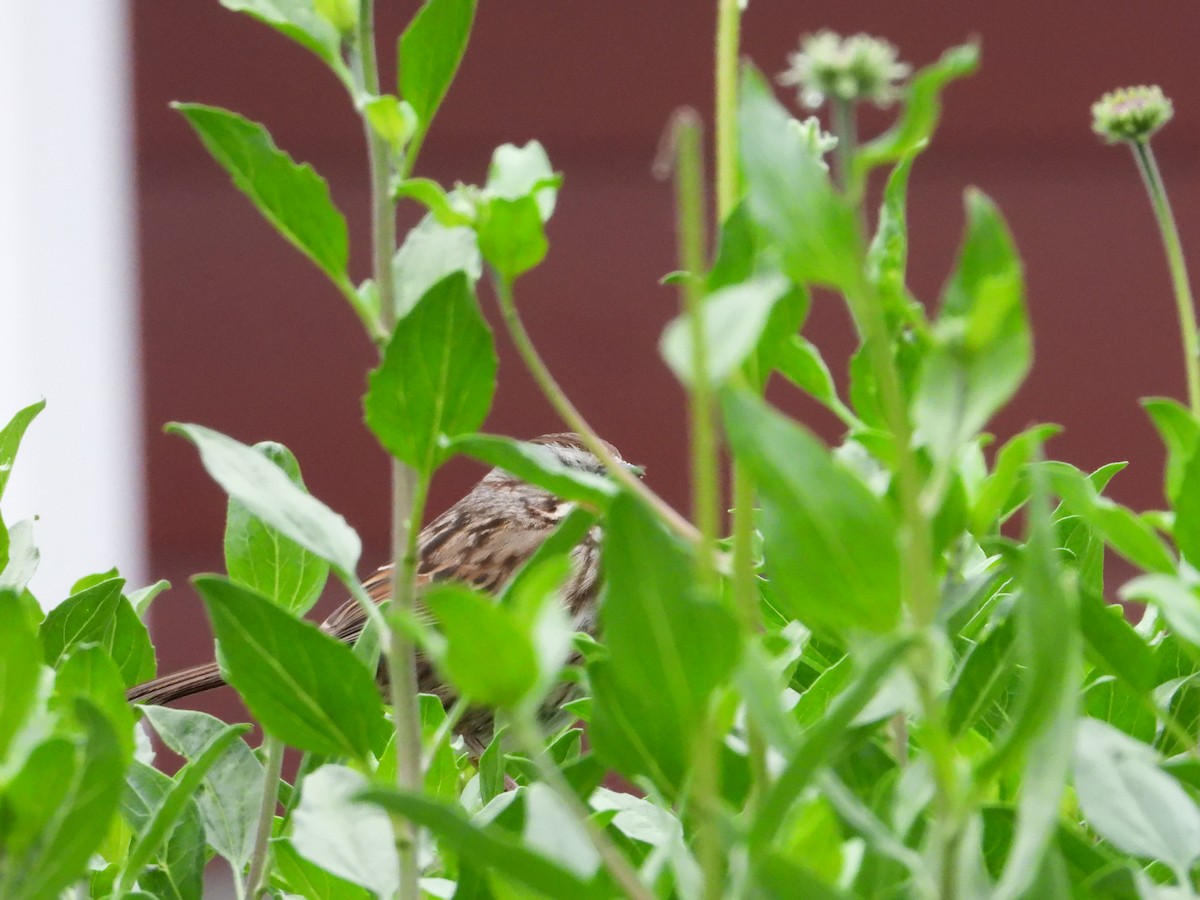 Song Sparrow - ML636429695