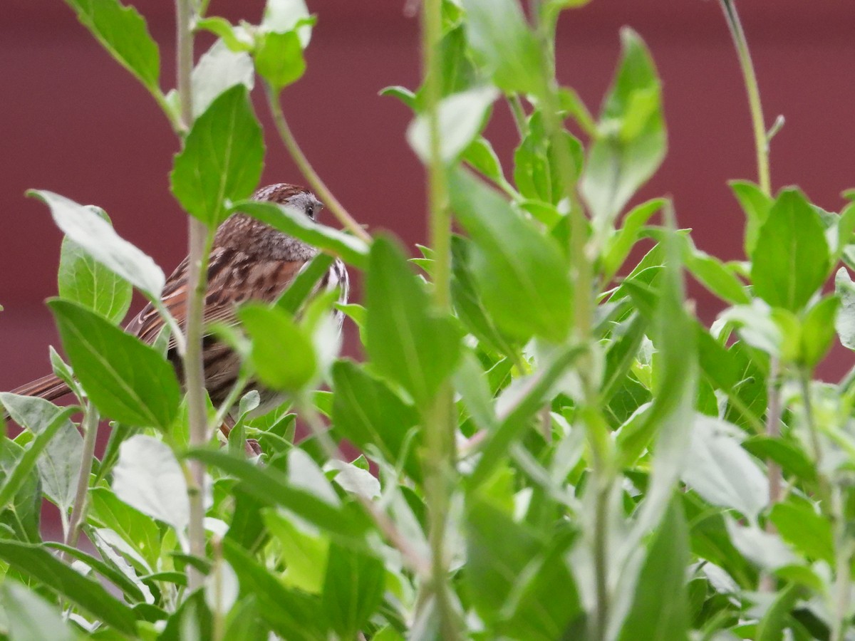 Song Sparrow - ML636429696