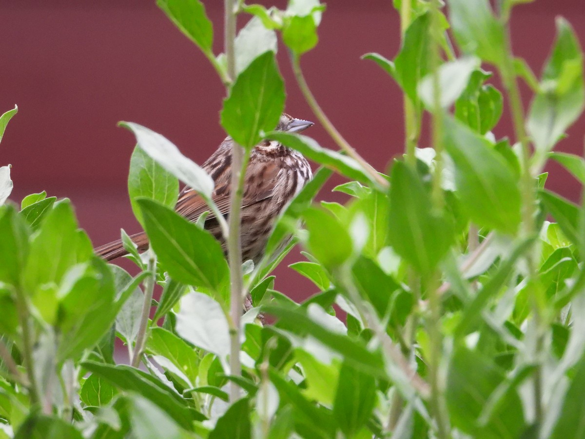 Song Sparrow - ML636429698