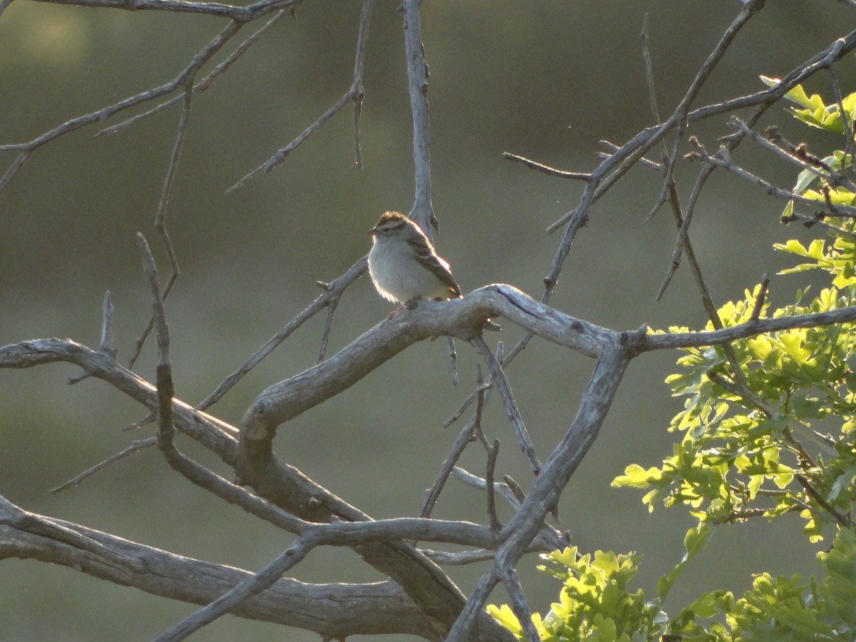 Chipping Sparrow - ML636429715