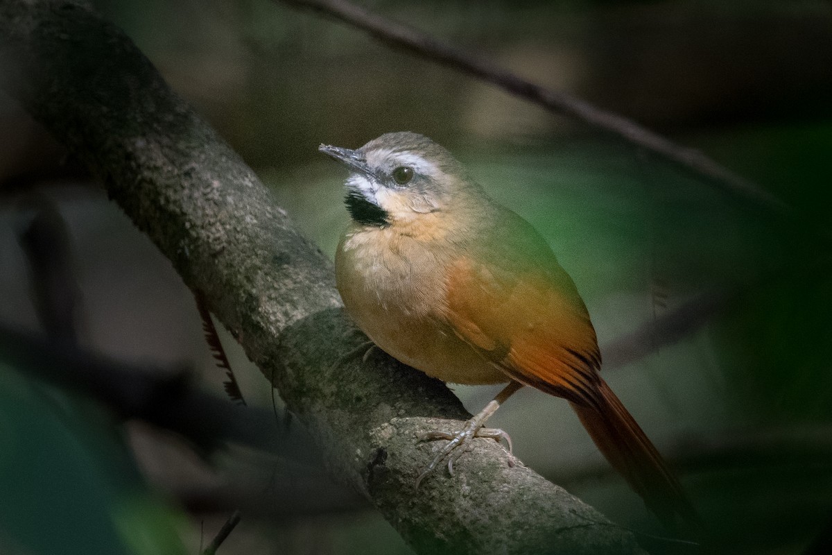 Ochre-cheeked Spinetail - ML636429756