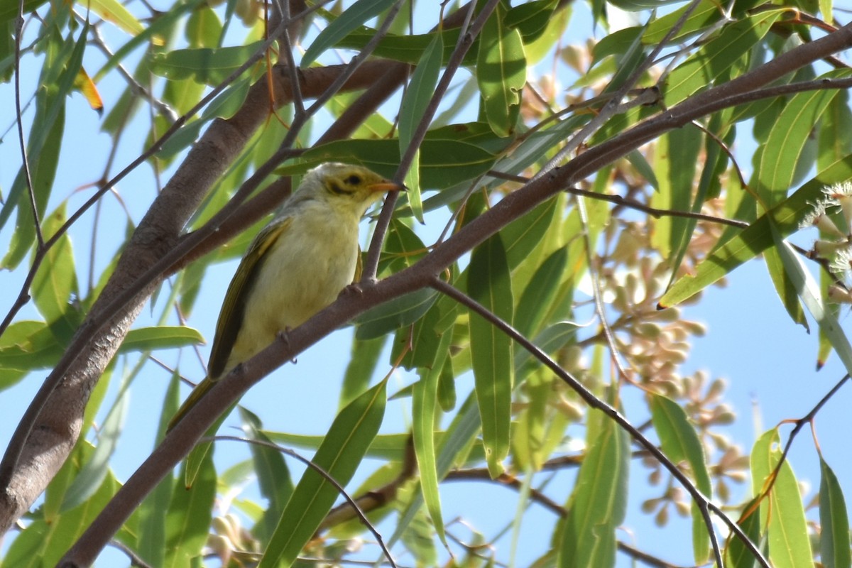 Yellow-tinted Honeyeater - ML636429848