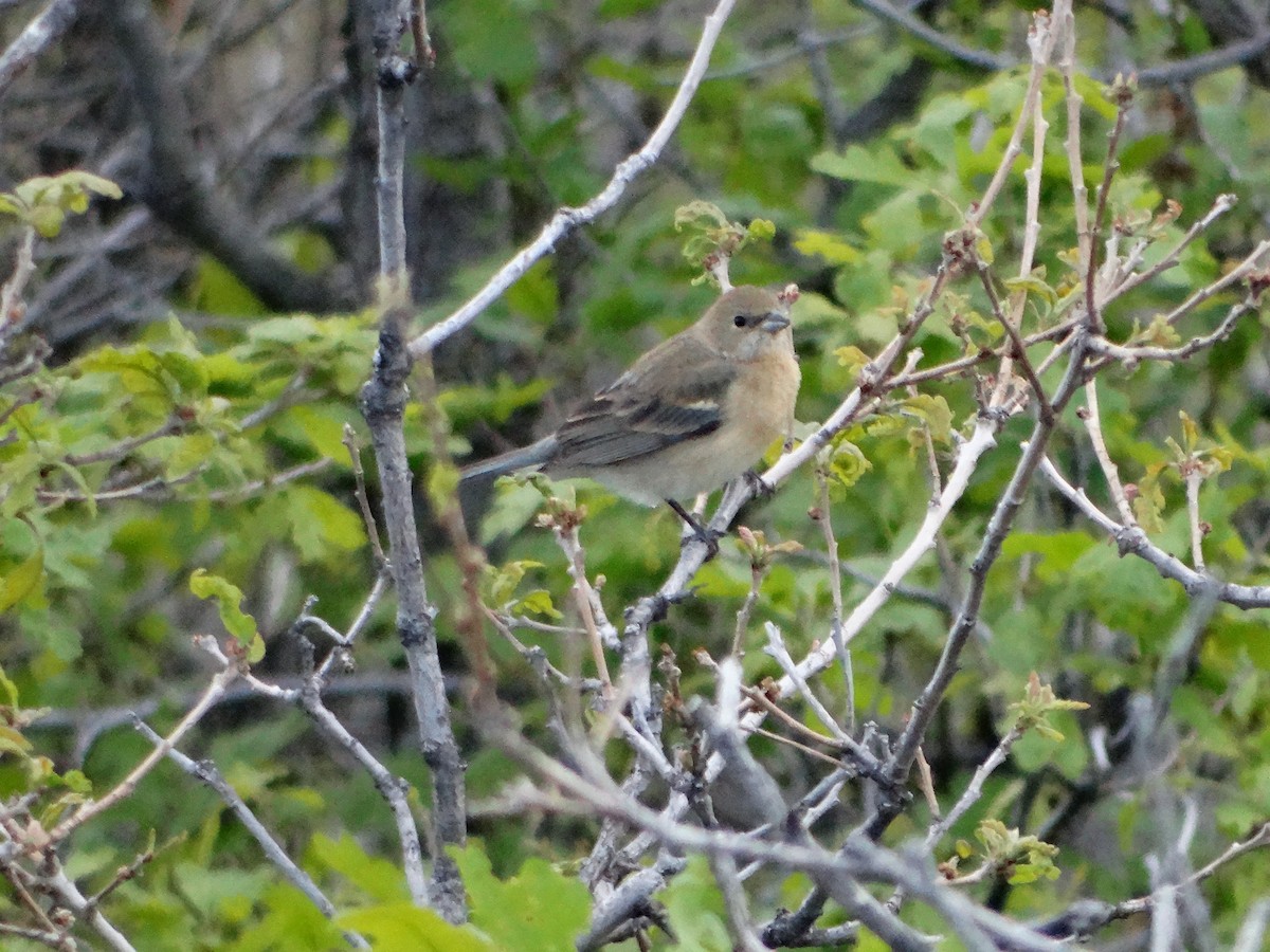 Lazuli Bunting - ML636429875