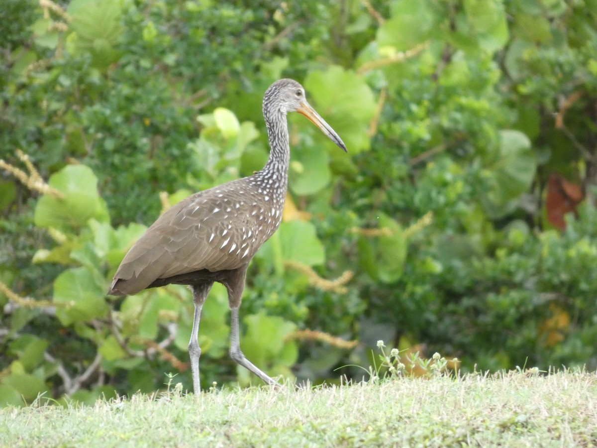 Limpkin - ML636429937
