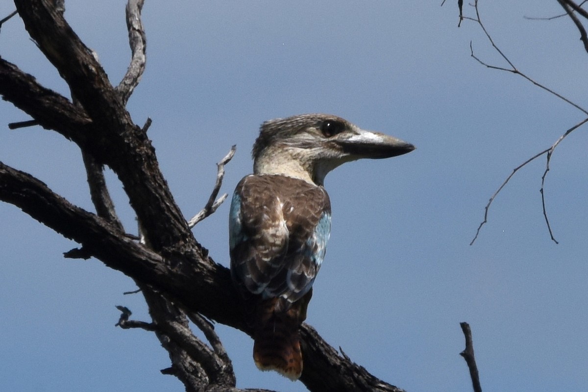 Blue-winged Kookaburra - ML636429959