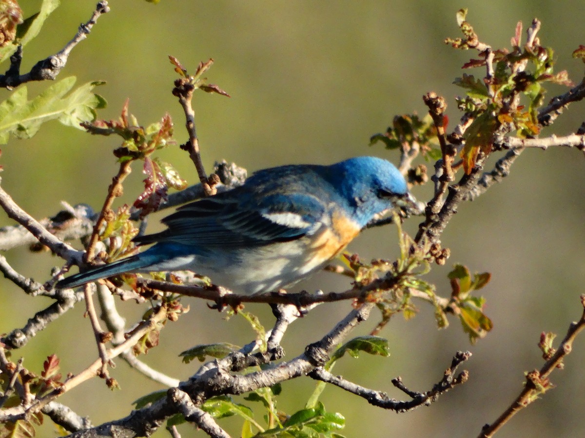Lazuli Bunting - ML636429967