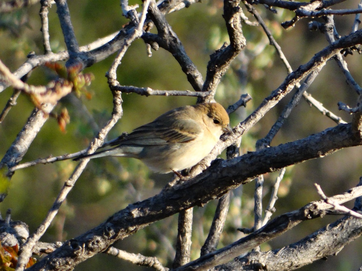 Lazuli Bunting - ML636429969