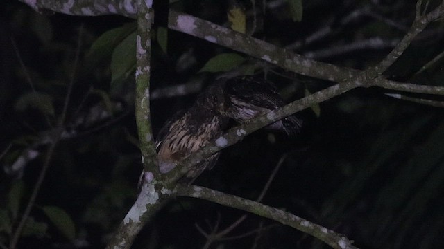 Mottled Owl - ML636430032