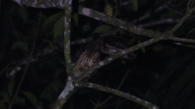 Mottled Owl - ML636430033
