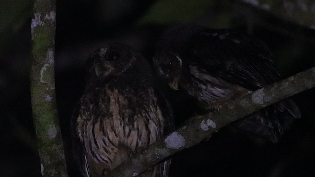 Mottled Owl - ML636430039