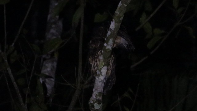 Mottled Owl - ML636430040
