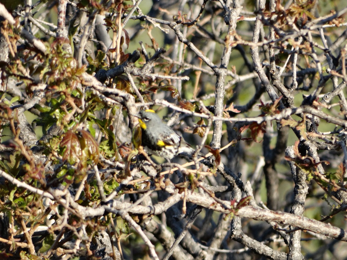 Yellow-rumped Warbler - ML636430048