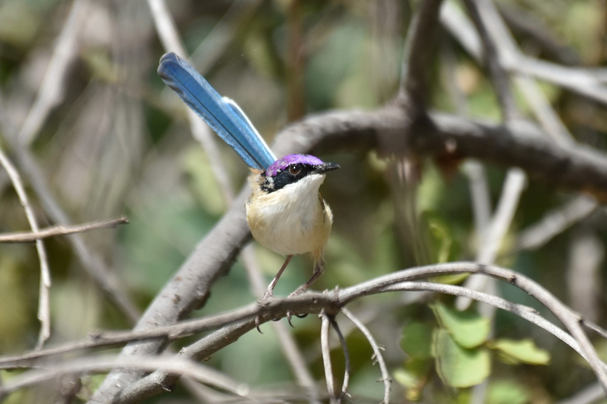 Purple-crowned Fairywren - ML636430059