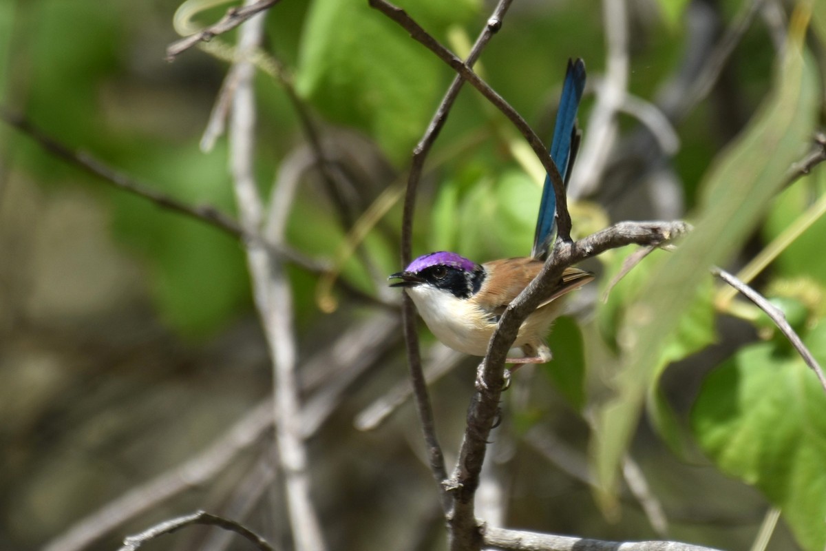 Purple-crowned Fairywren - ML636430062