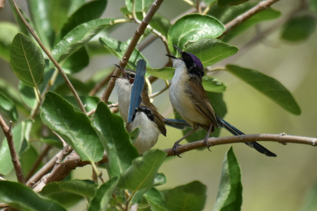 Purple-crowned Fairywren - ML636430063