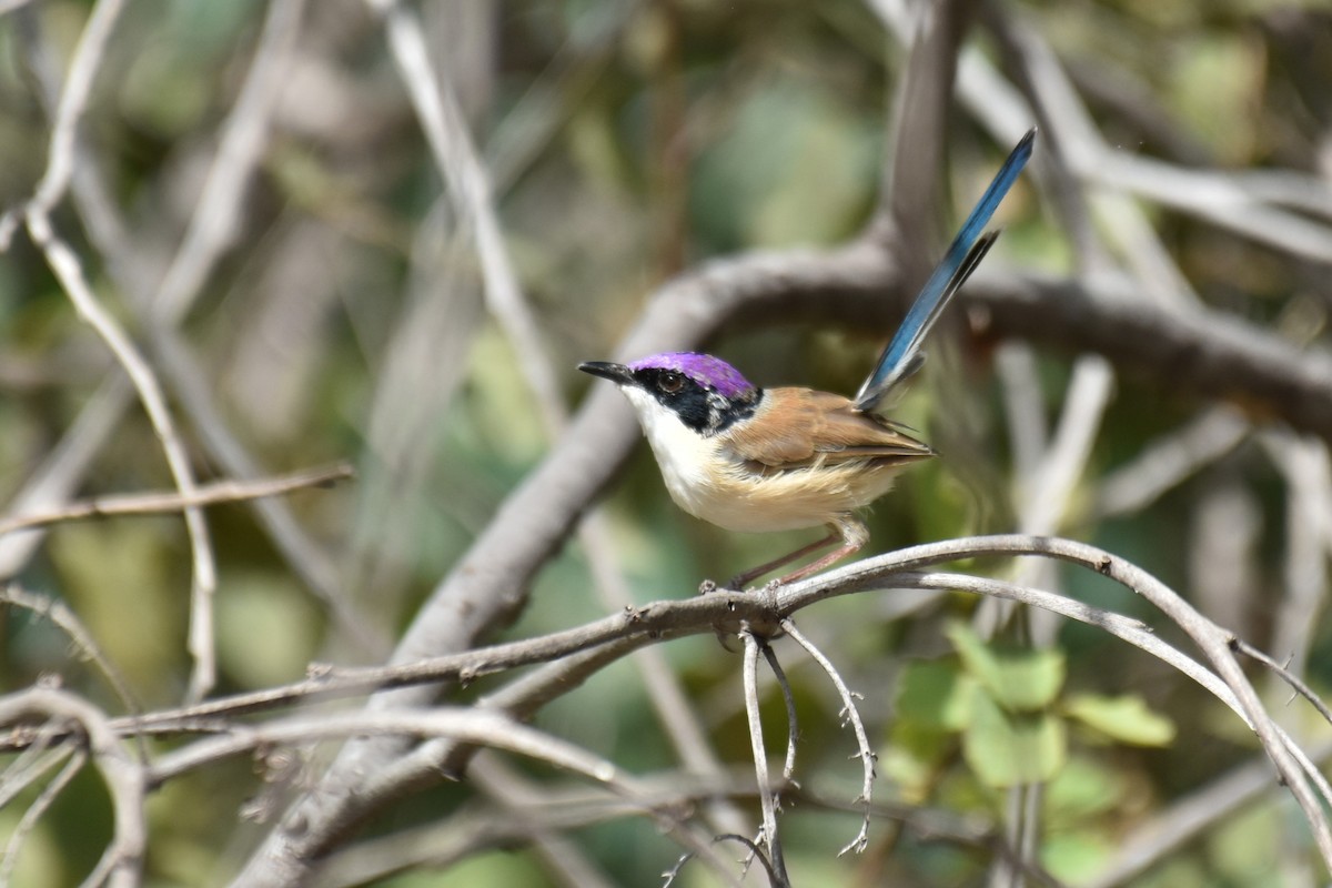 Purple-crowned Fairywren - ML636430065